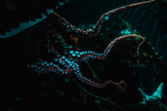 Tentacles